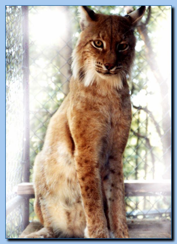 2-13 animal portrait